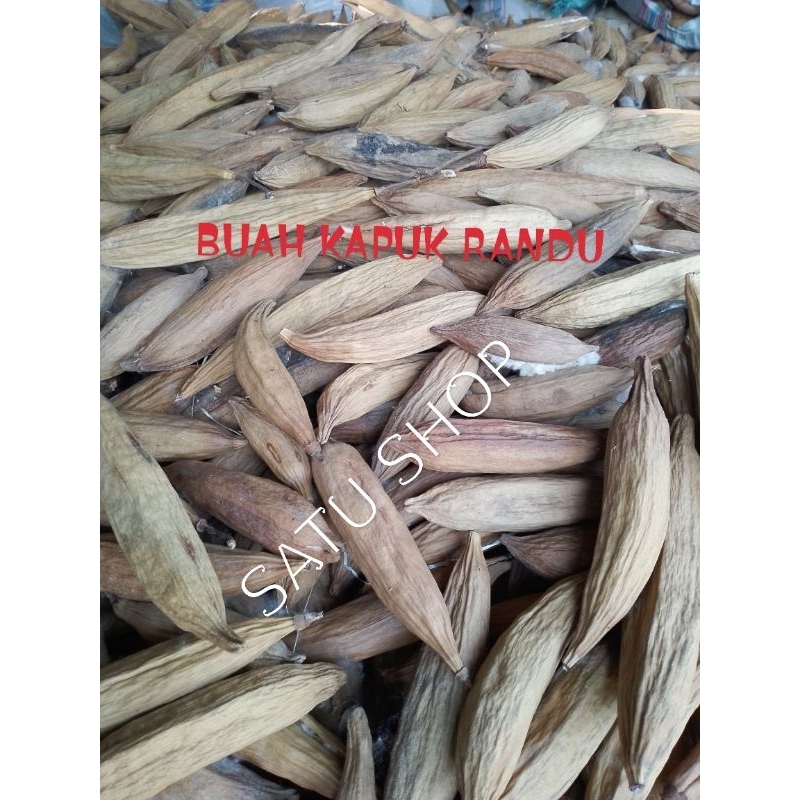 

BUAH KAPUK RANDU KERING PER BIJI