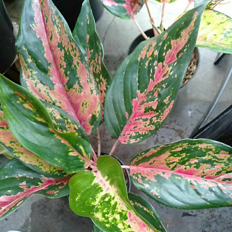 aglonema kochin red cameleon termurah