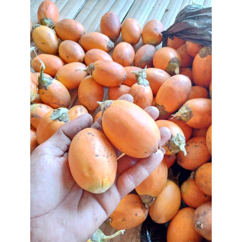 

Buah Jambe tua / buah pinang / jebug / Jambe tua 1 kg