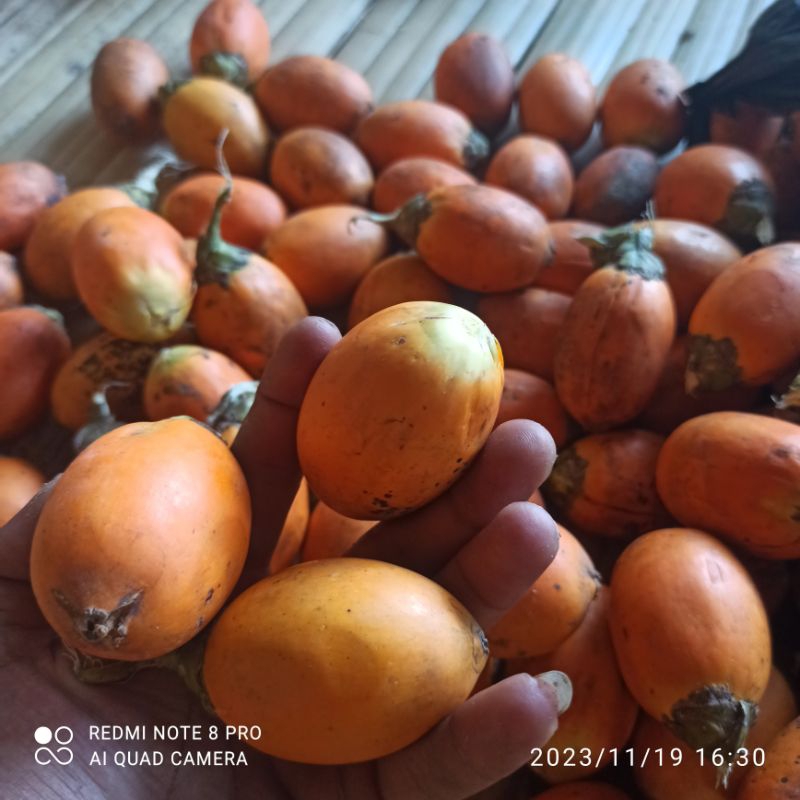 

Buah pinang tua 1 kg / jebug tua