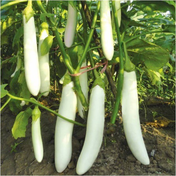 YJG BISA COD-Terong Putih Panjang Pulus Bibit Sayuran Unggul Bintang Asia Tanaman Sayur Berkualitas