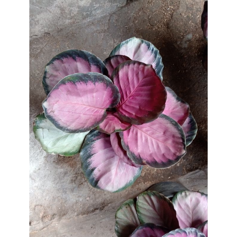 Calathea Crimson rumpun besar