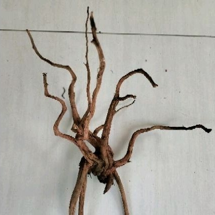 kayu aquascape rasamala size L