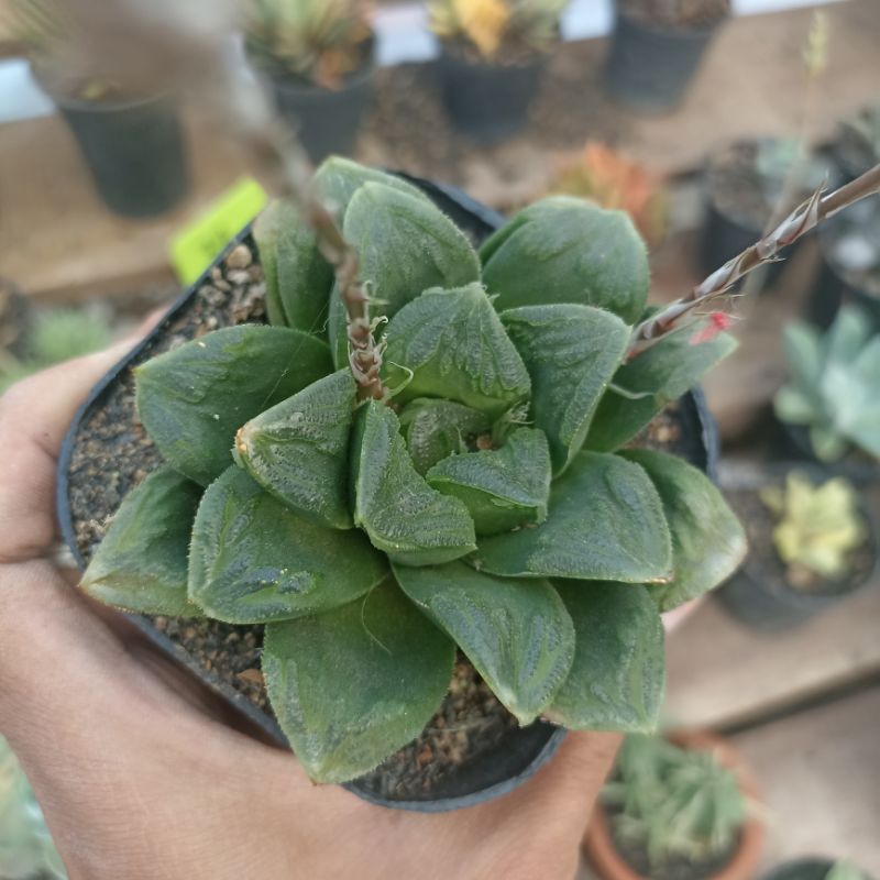 haworthia retusa hybrid
