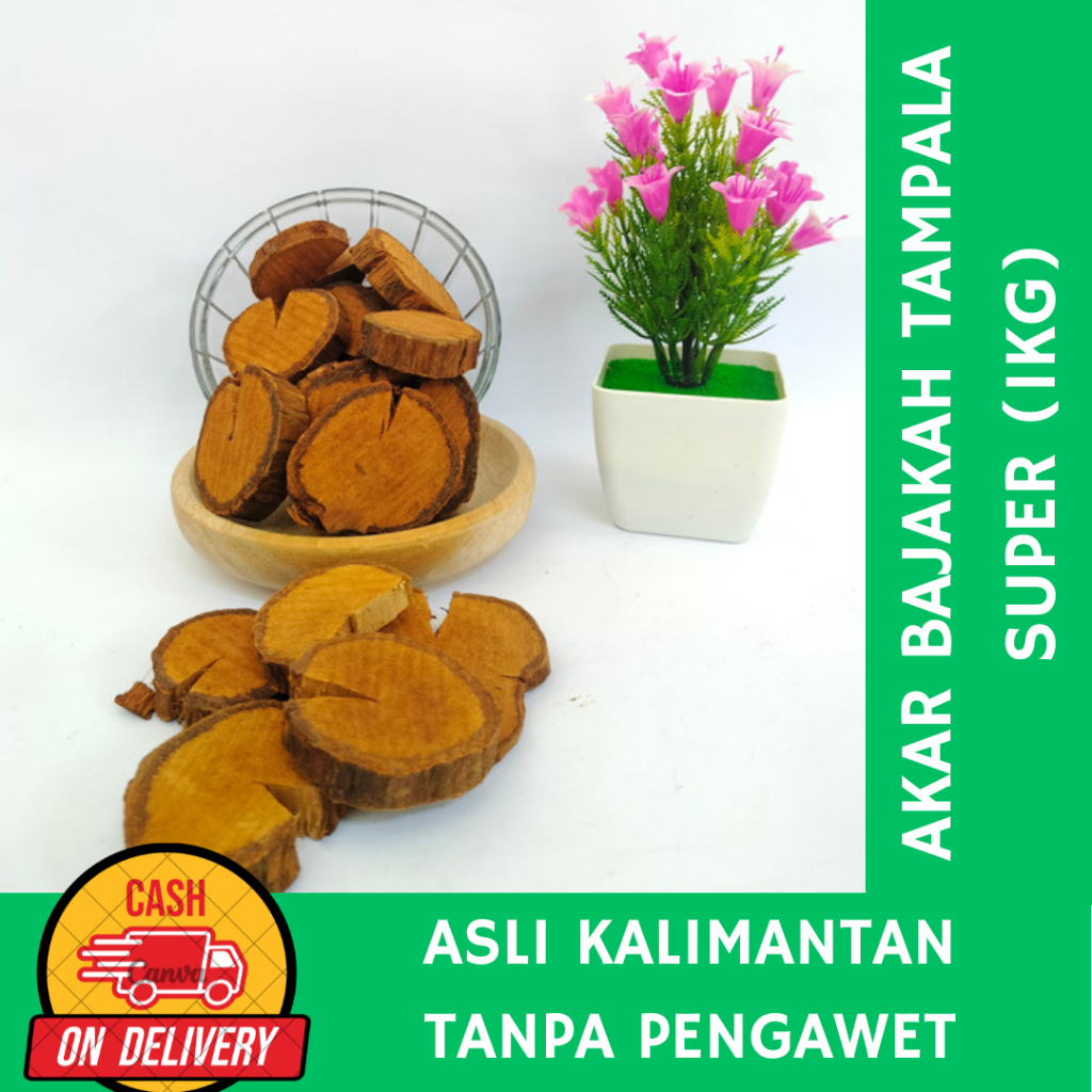 

(1KG) AKAR BAJAKAH TAMPALA SUPER ASLI KALIMANTAN