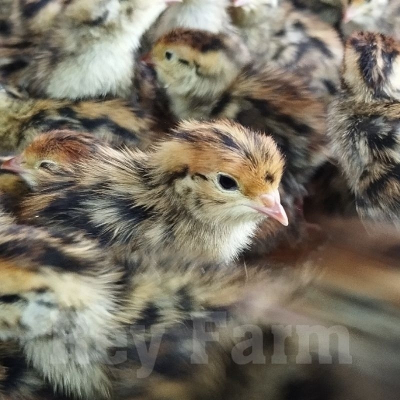 Doq Puyuh Jantan 1 Box isi 400 ekor