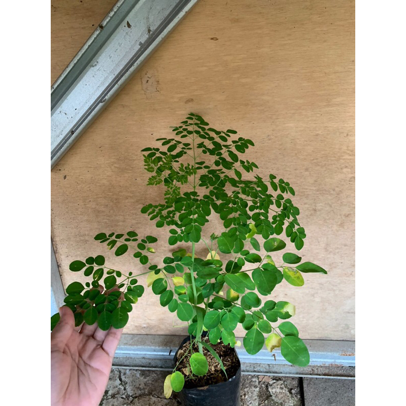 bibit pohon kelor | bibit tanaman pohon kelor | bibit daun kelor