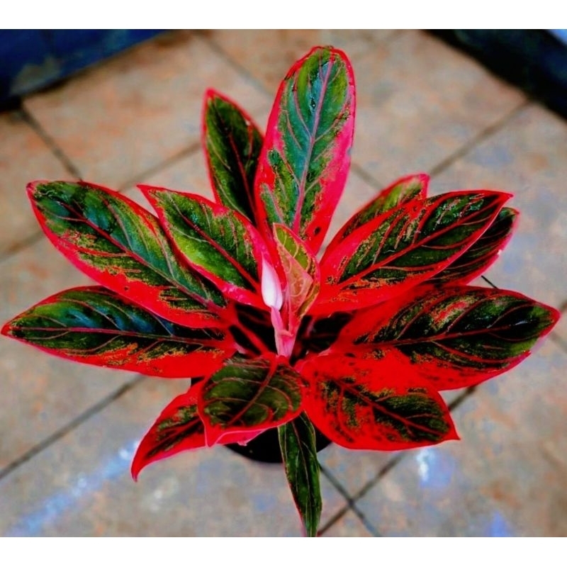 Lipstik Klasik Aglonema Lipstik Klasik Merah Mutasi Tanaman Hias Aglonema Aglaonema Lipstik Klasik M