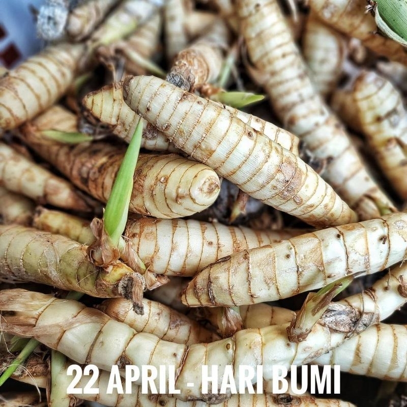 Bibit Umbi Garut /Irut/Jengkirut 1kg