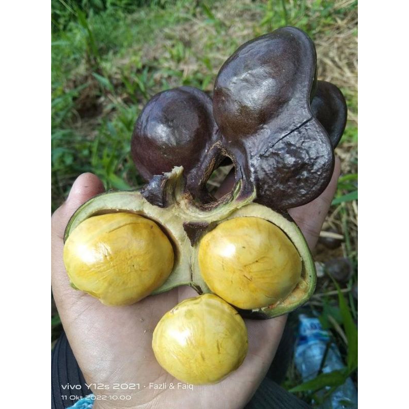

buah jengkol isi Saja 1 Kg | asli Sumatera Barat