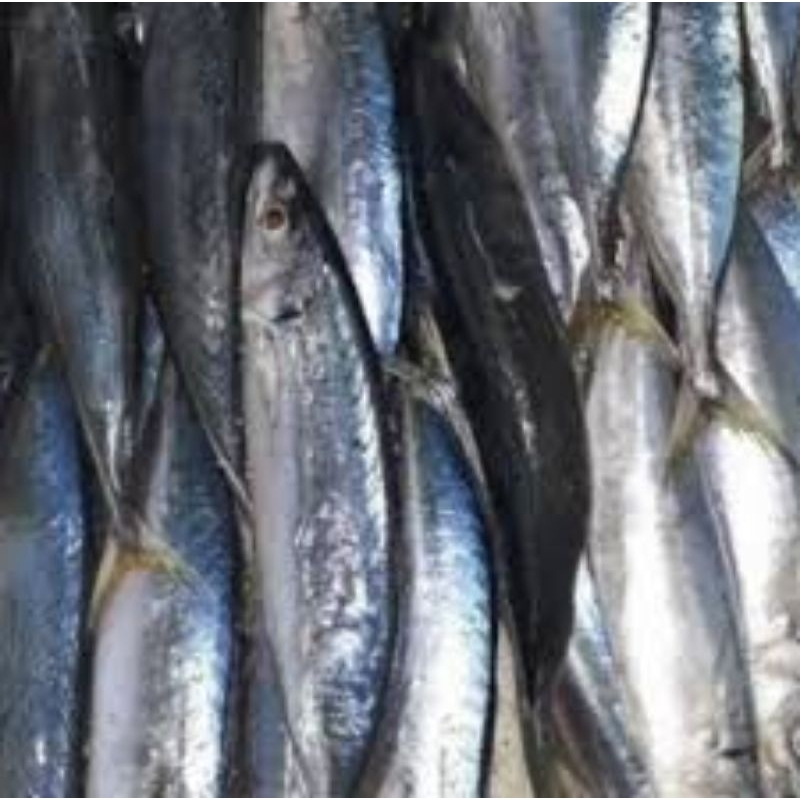 

Ikan kembung Banjar 1 kg