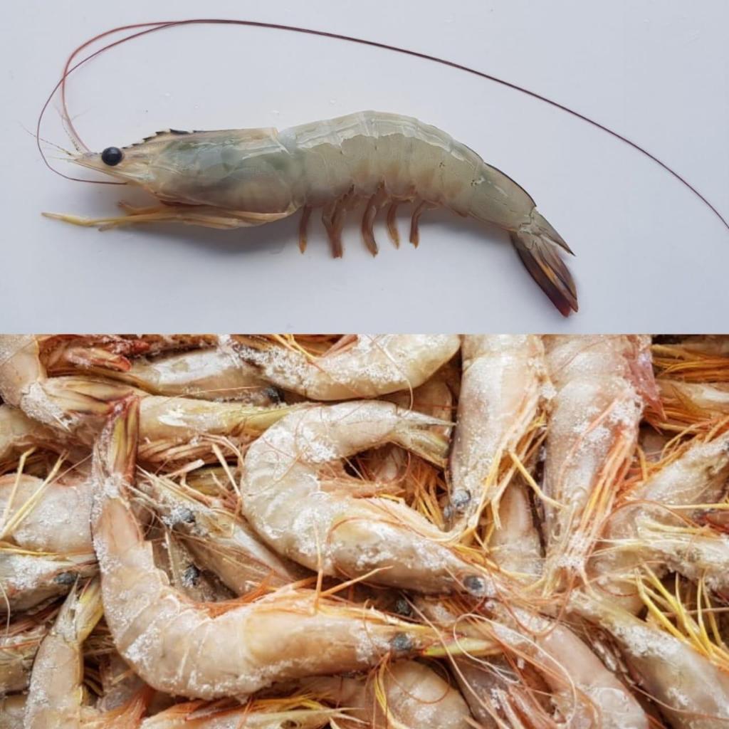 

Frozen Fresh Prawn (Udang Beku)