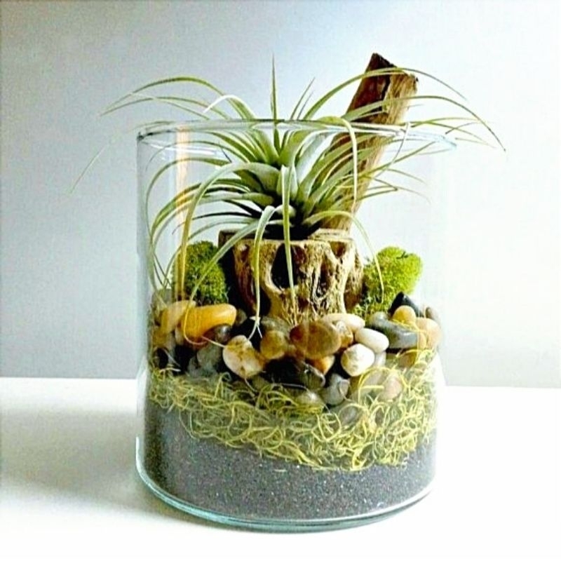 VAS KACA POT TERARIUM / POT KACA TANAMAN AIR HIDROPONIK AESTHETIC