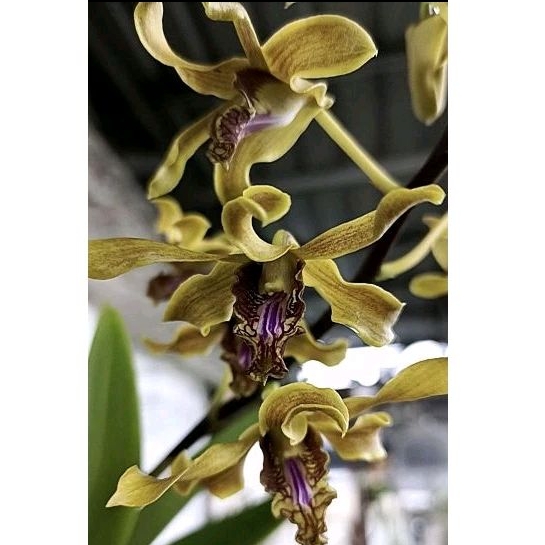 Anggrek Dendrobium keriting