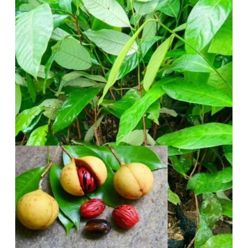 Bibit Pala / Bibit tanaman Pala / Pohon Pala Bibit pohon pala siap Tanam