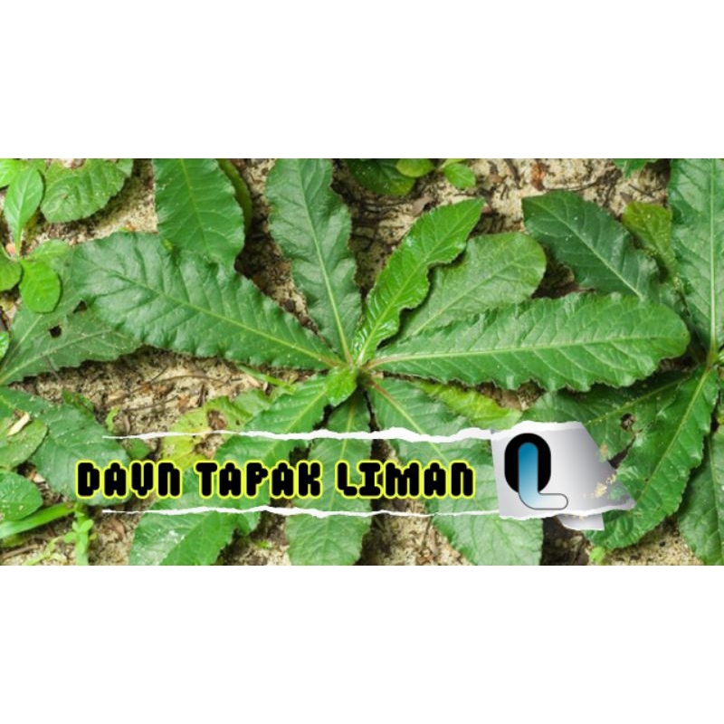 

daun tapak Liman segar Herbal tradisional