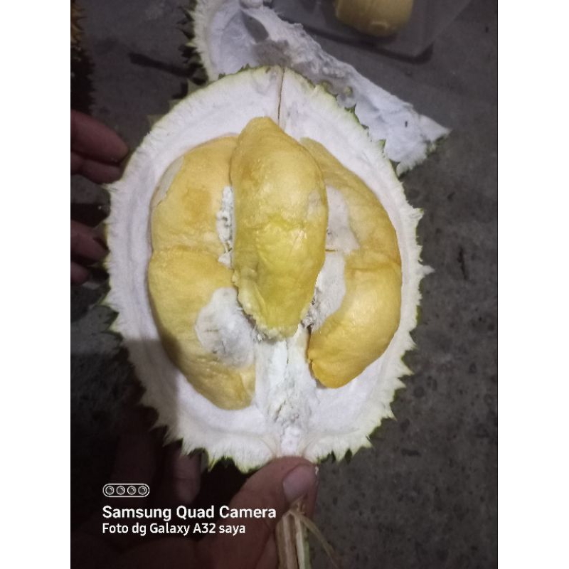 

Durian murah Kediri Suluhan manis