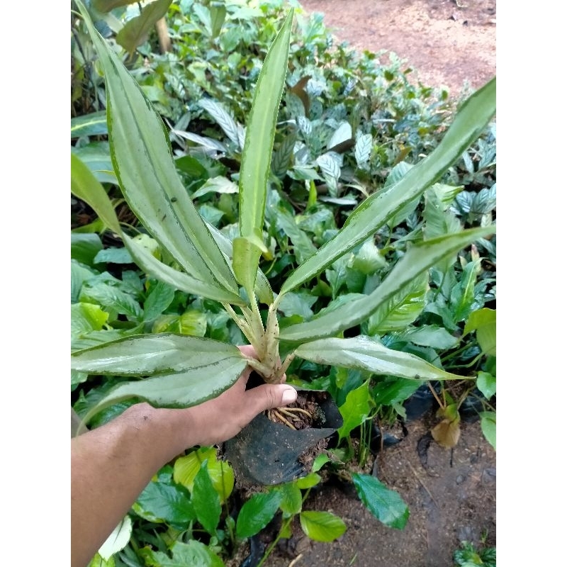 dieffenbachia cutlas / belanceng bulu ayam / aglonema / Sri rejeki