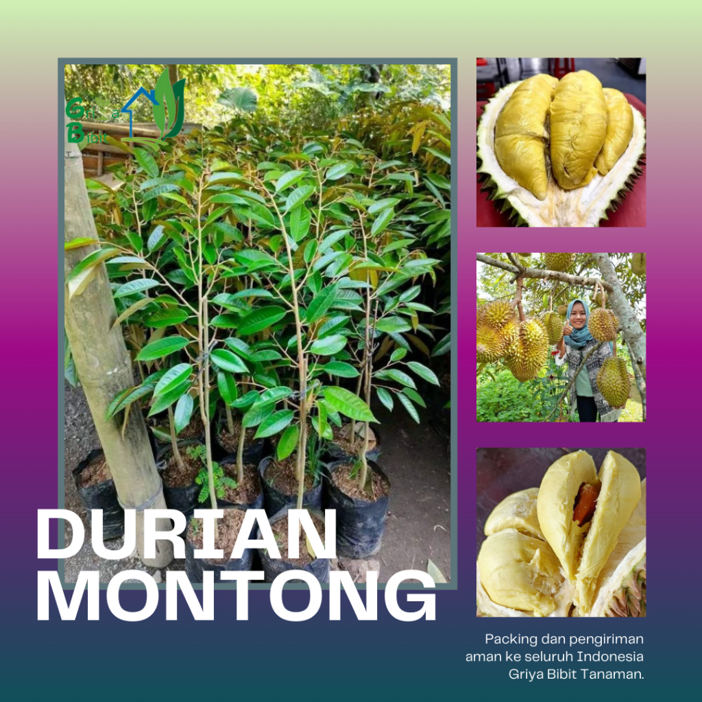 BIBIT BUAH DURIAN MONTONG SUPER - BIBIT DURIAN MONTONG OKULASI - BIBIT DUREN MONTONG UNGGUL