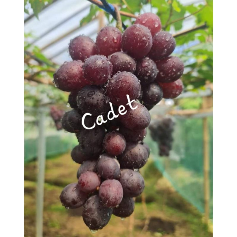 paket entress dan Semi Cating anggur import