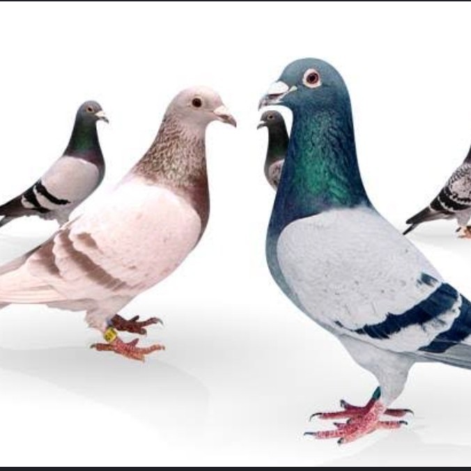 MERPATI POS RACING PIGEON