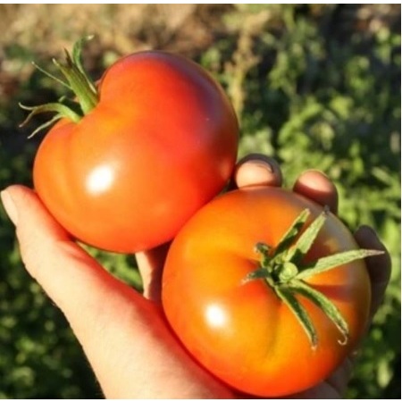 15 BENIH TOMAT Buah Bareto F1