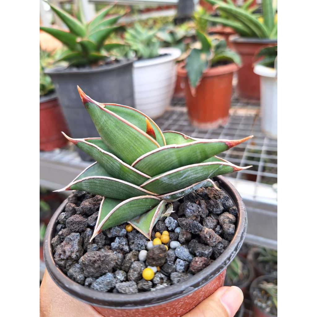 sansevieria / sansivera rorida
