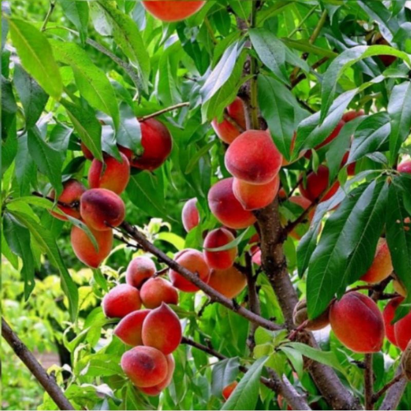 Bibit Buah Persik / Peach, Siap Berbuah
