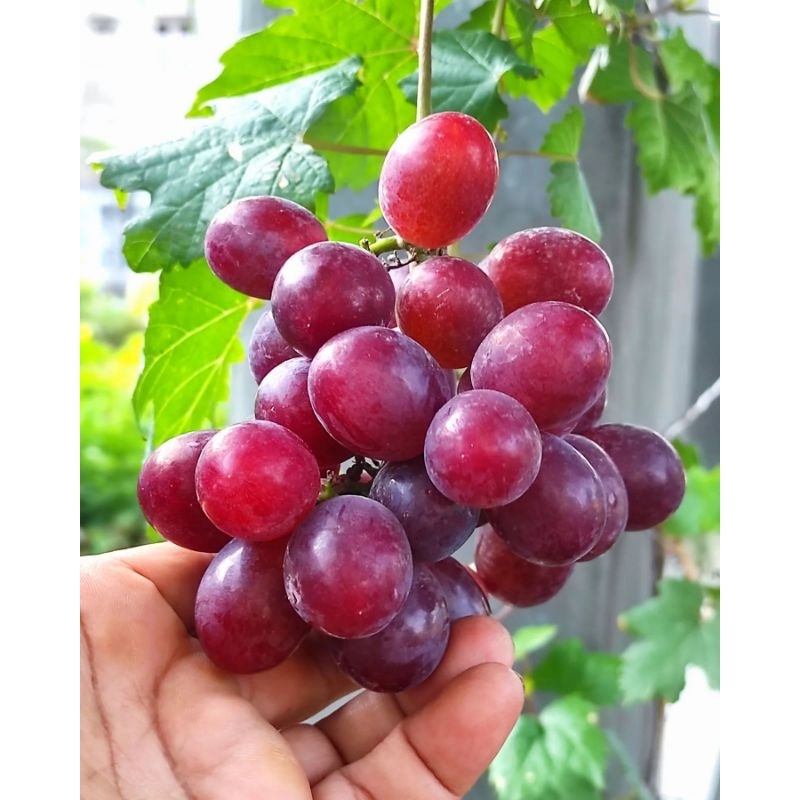 Tanaman buah Anggur merah cepat berbuah / bibit buah Anggur red lokal stek