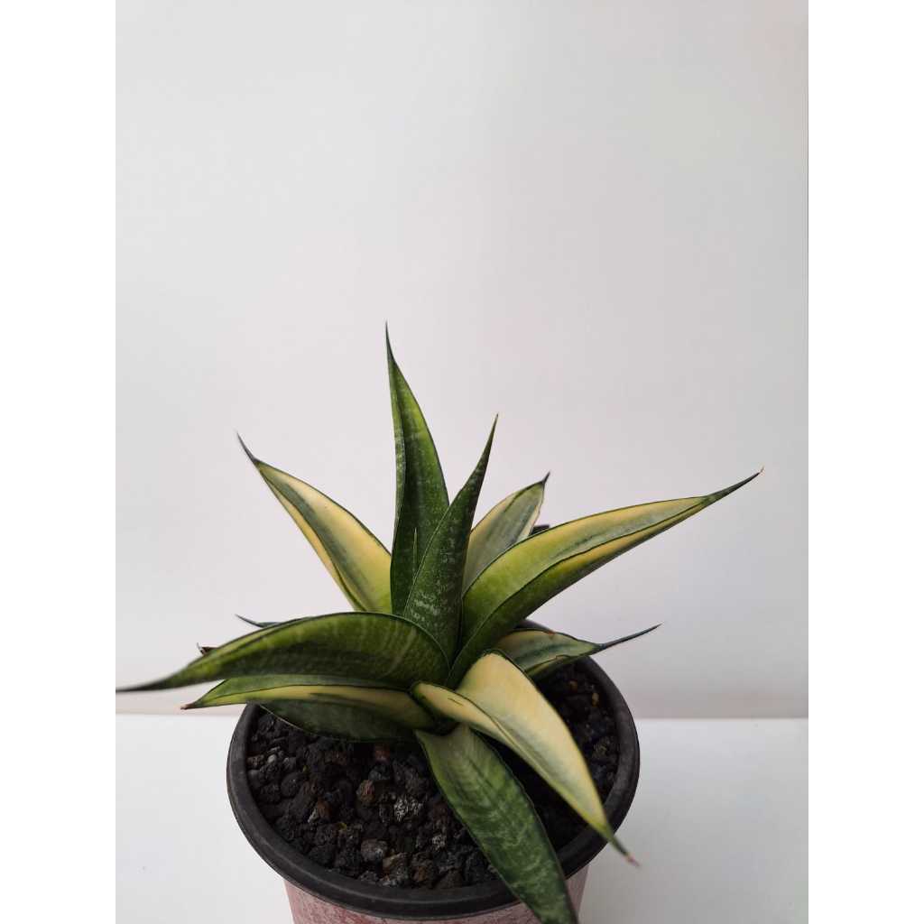 sansevieria / sansivera cordova varigata putih