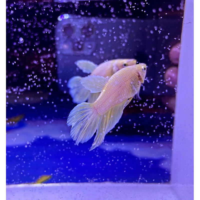 Halfmoon Super Gold : Female