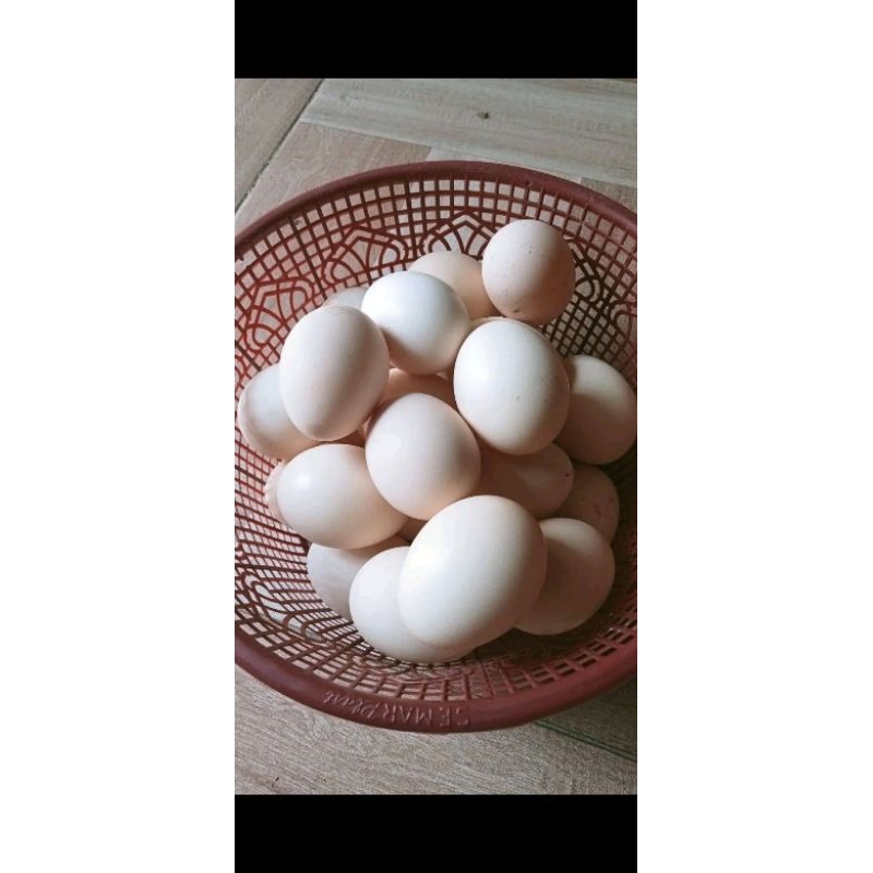

Telur ayam kampung fertil untuk ditetaskan