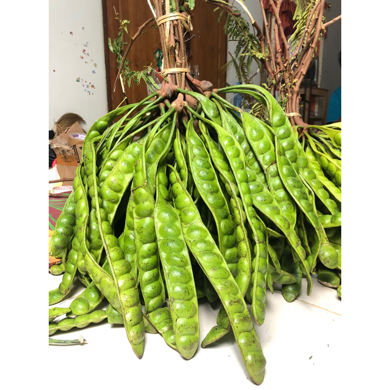 

PETE PETAI ( SEDANG ) PETE ASLI WONOGIRI