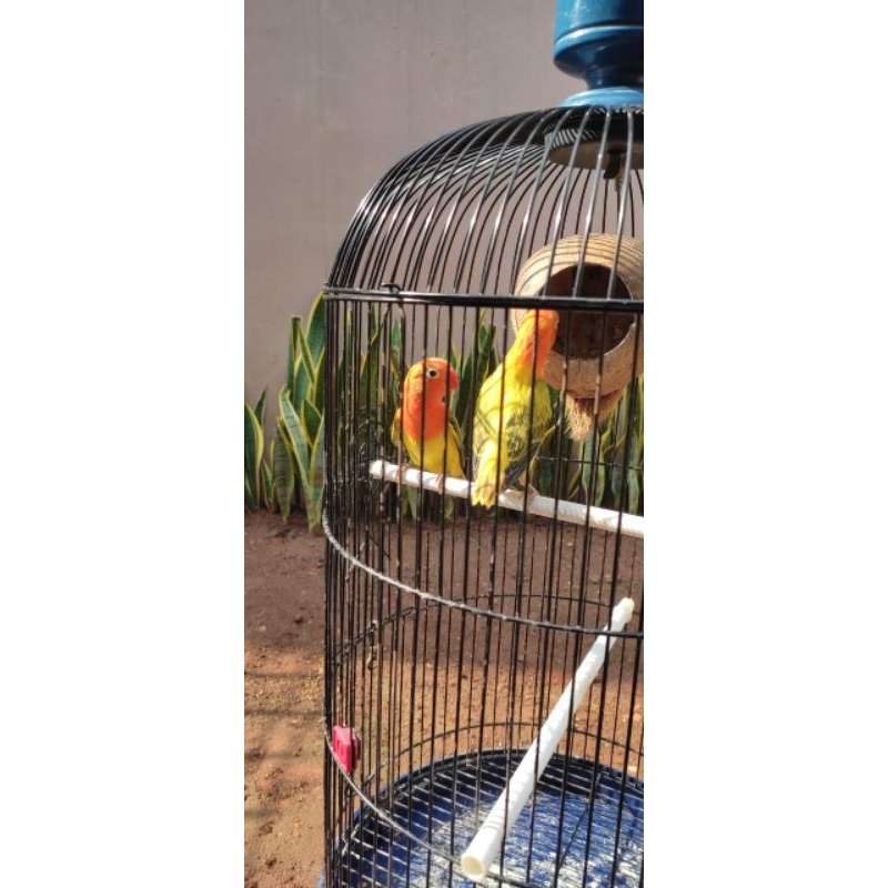 Anakan LoveBird Biola Ewing Gold/Green