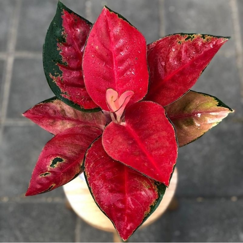 AGLONEMA SUKSOM JAIPONG CULTURE/SUKSOM KULTURE/SUKSOM MERAH/AGLAONEMA SUKSOM JAIPONG CULTURE