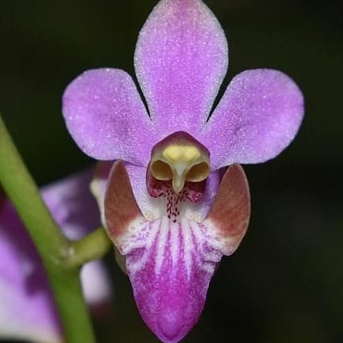 Anggrek doritis mina import | anggrek hias | bulan doritis mina spike knop siap berbunga