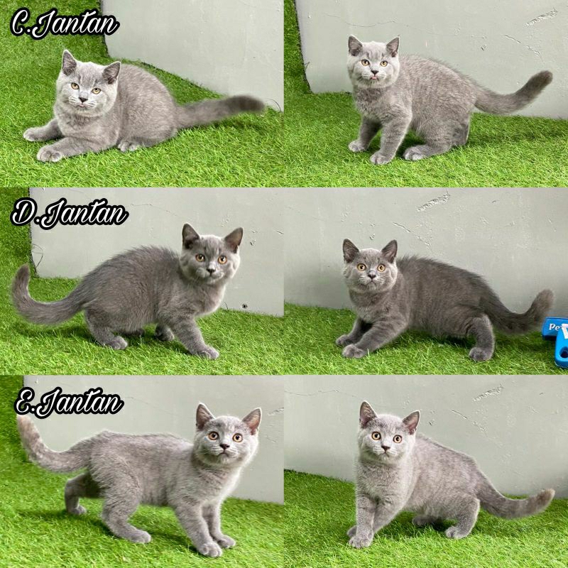 Kucing kitten British Shorthair Jantan