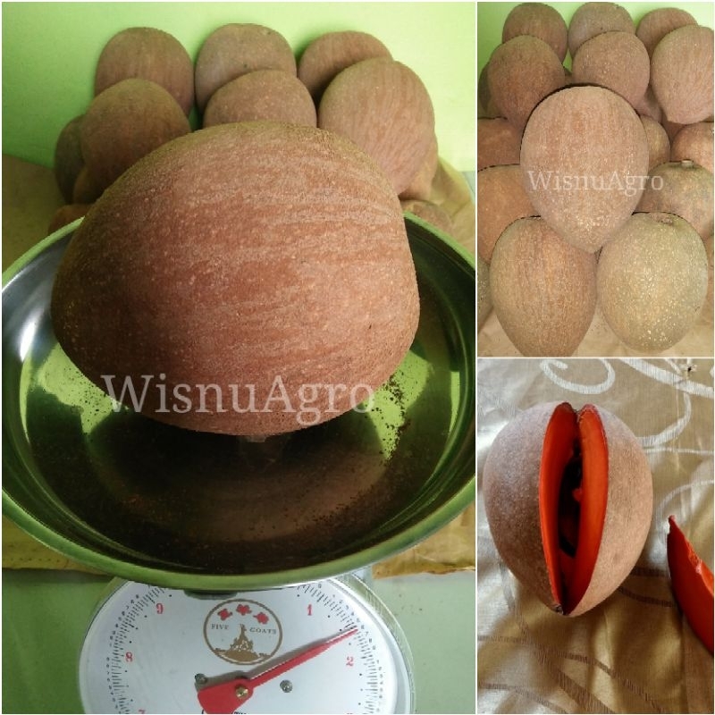 

Buah Sawo raksasa Mamey Sapote Segar Ekslusif Fresh