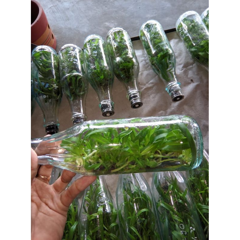 Bibit Anggrek Cattleya Botolan (siap aklim)