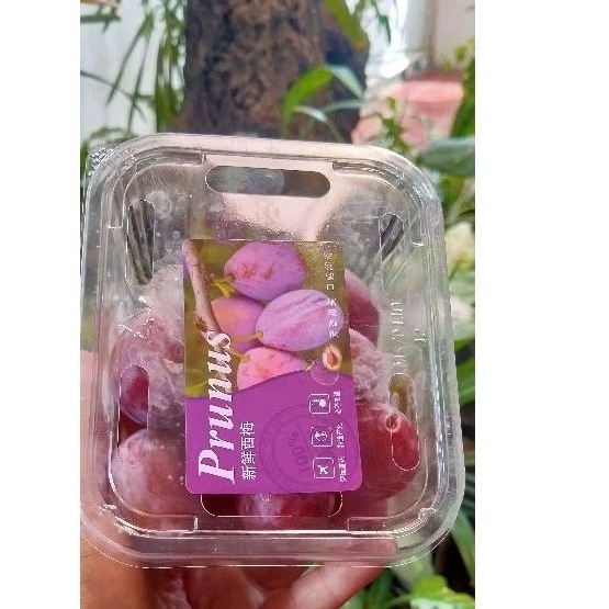 

Buah Sugar Plum perpack >malakeya