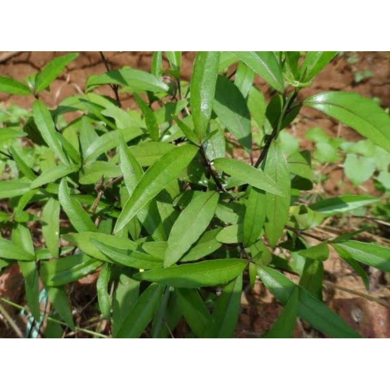 

Daun gandarusan organik berat 100g untuk obat herbal