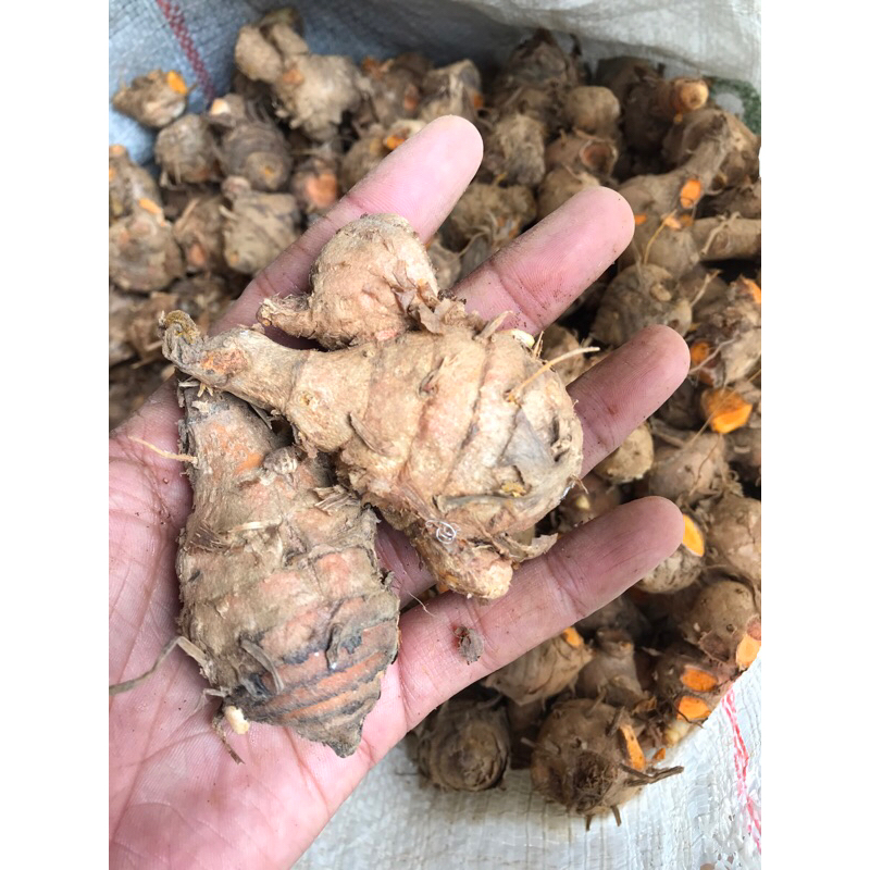 

biang kunyit / ibu kunyit 1kg bagus buat jamu dll