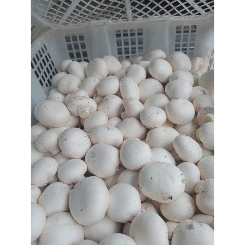 

Mushroom ( Jamur Kancing )