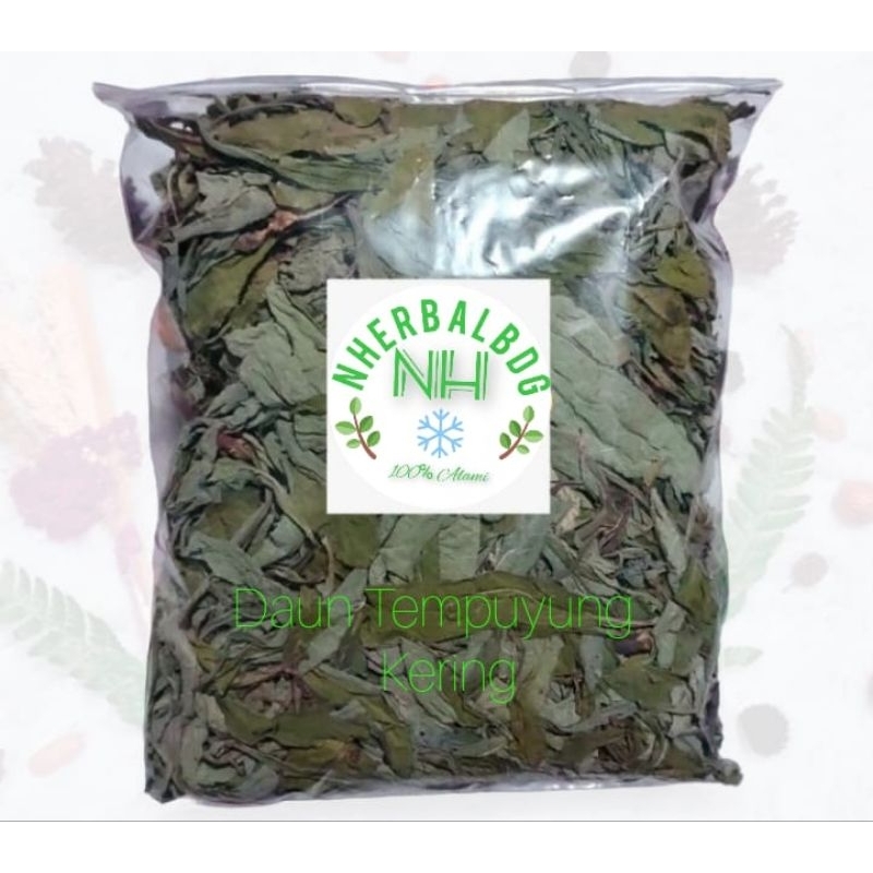 

Teh Daun Tempuyung kering bersih Alamai obat herbal