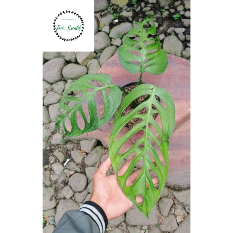 monstera esqueleto
