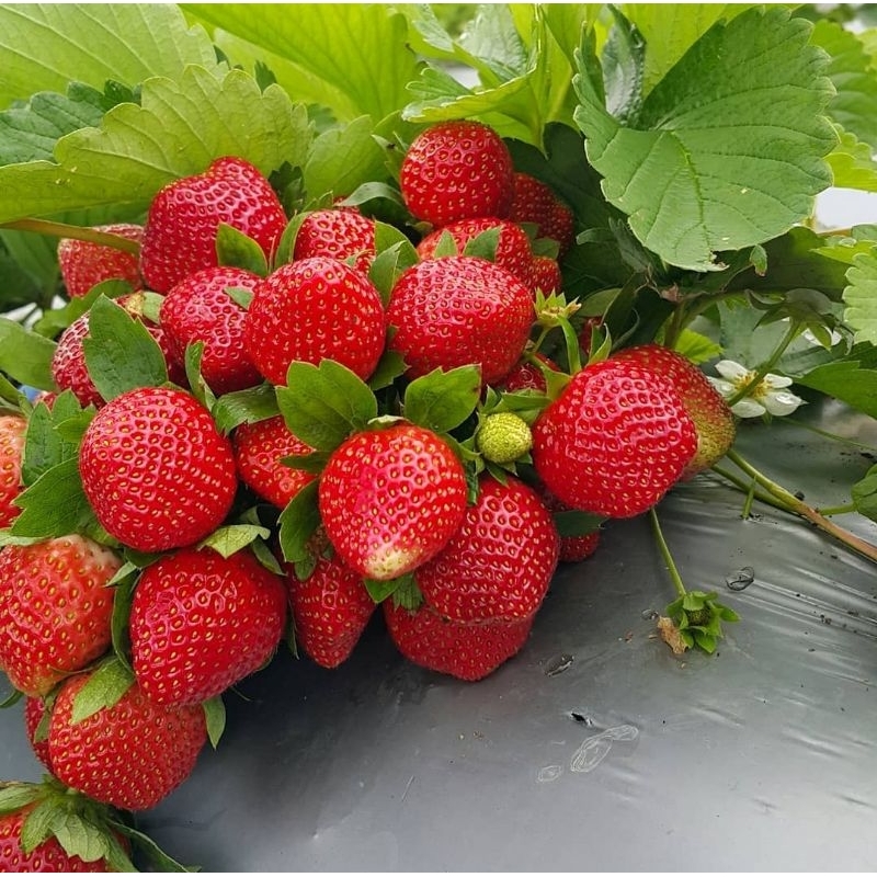Bibit Strawberry Jumbo
