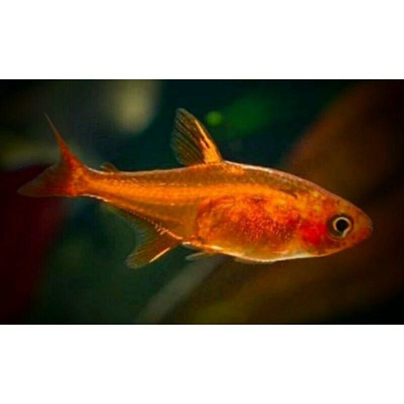 Hiasan aquarium / amandae tetra