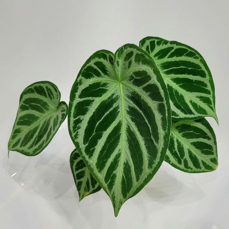 Anthurium dorayaki silver / Anturium dorsil / kuping gajah dorayaki silver