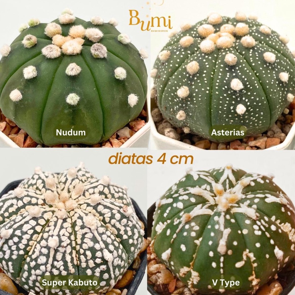 [ART.  F85T] Astrophytum asterias V Type, Super Kabuto, Nudum, Asterias - BUMI Gurun Kaktus Cactus Succulent