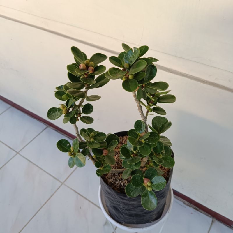 Tanaman hias dollar - bonsai dolar - bahan bonsai dolar - tanaman dolar rimbun